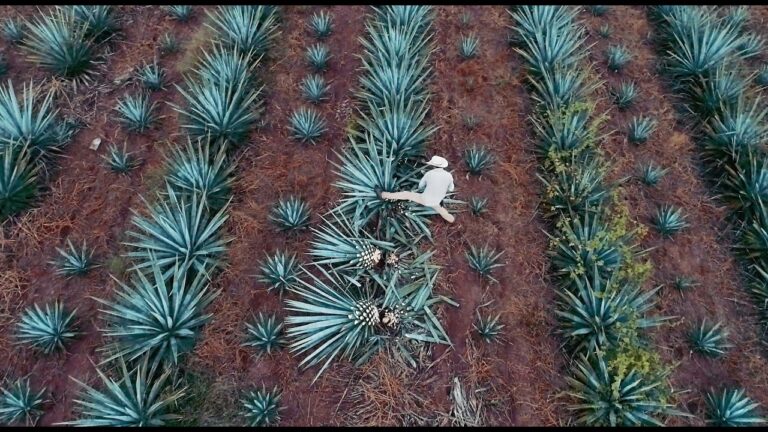 Celebración Mundial del Agave: Explorando las Orígenes del Tequila