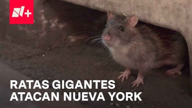 Evento en Nueva York reúne a especialistas en manejo de plagas en conferencia sobre control de roedores