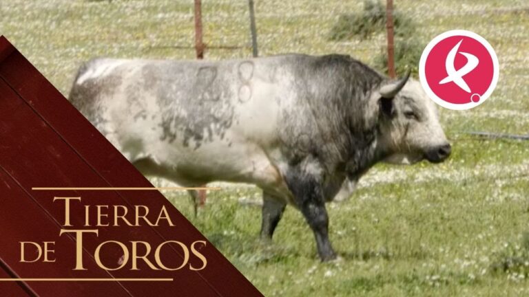 Informe sobre 40 jugadores y objetivo de Toros por el campeonato