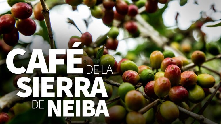 50 mil plántulas de café donadas en la sierra de Neyba