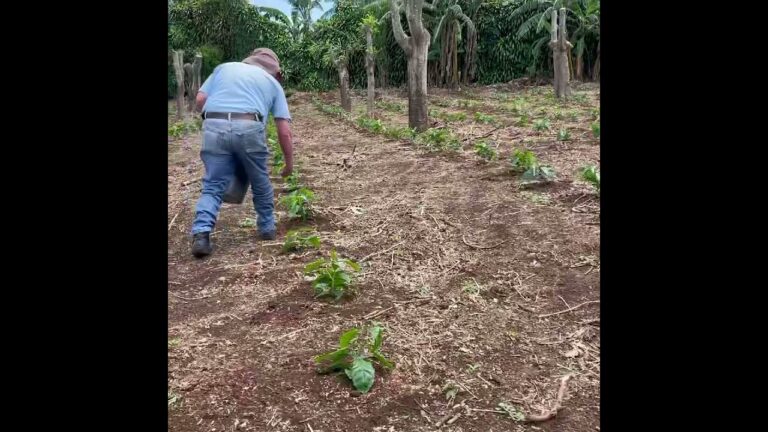 Trujillo detuvo iniciativa de fomento de abono en cultivos de café y cacao